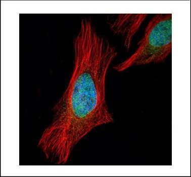 SGOL1 Antibody in Immunocytochemistry (ICC/IF)