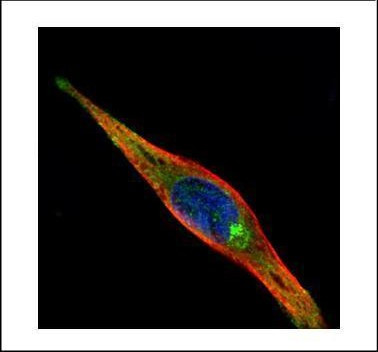 KIF13A Antibody in Immunocytochemistry (ICC/IF)