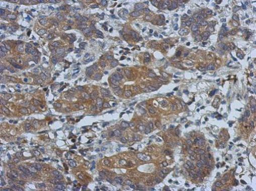 PCDHGB4 Antibody in Immunohistochemistry (Paraffin) (IHC (P))