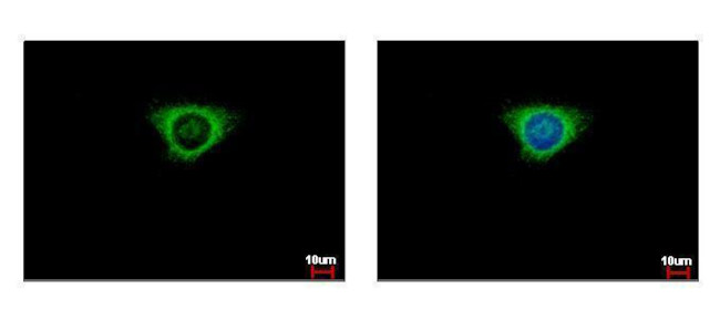 GSTK1 Antibody in Immunocytochemistry (ICC/IF)