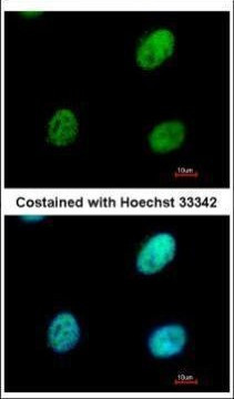 RALY Antibody in Immunocytochemistry (ICC/IF)