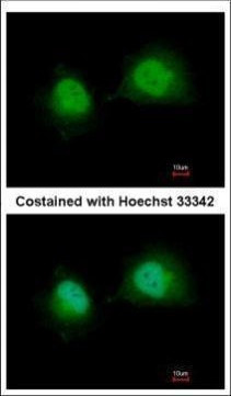 GTF2A1 Antibody in Immunocytochemistry (ICC/IF)