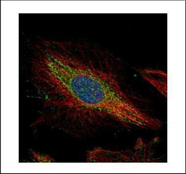 PTK9 Antibody in Immunocytochemistry (ICC/IF)
