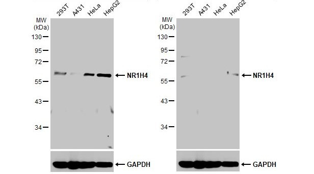 FXR Antibody in Western Blot (WB)