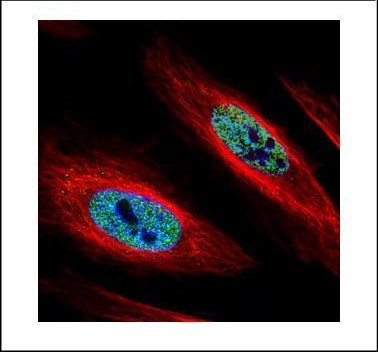 hnRNP A2B1 Antibody in Immunocytochemistry (ICC/IF)