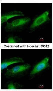 Pirh2 Antibody in Immunocytochemistry (ICC/IF)