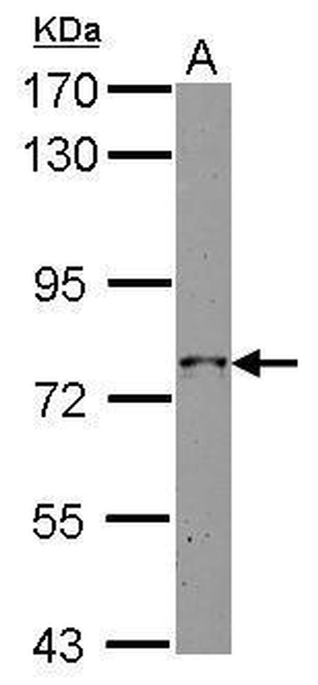 GRAF Antibody in Western Blot (WB)