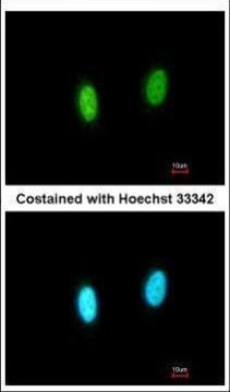GPKOW Antibody in Immunocytochemistry (ICC/IF)