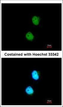 LSM4 Antibody in Immunocytochemistry (ICC/IF)