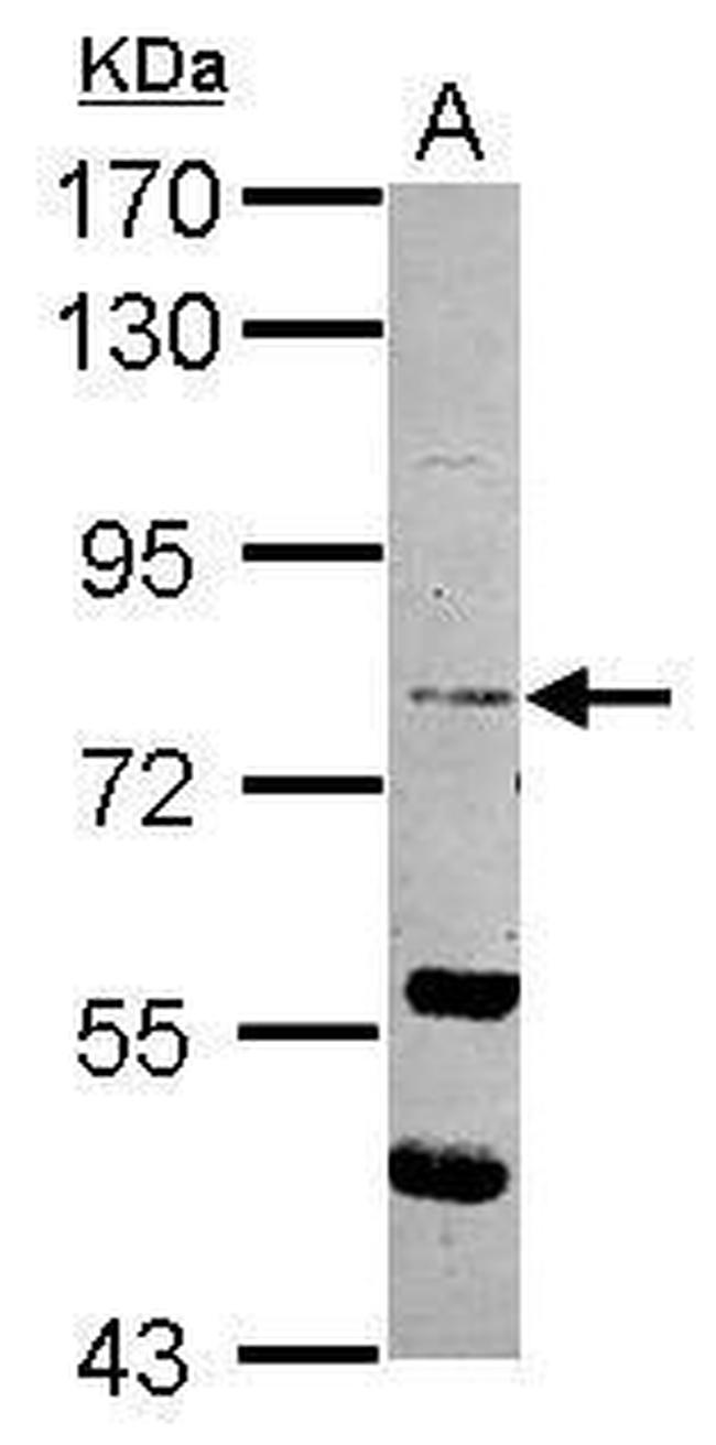 RASEF Antibody in Western Blot (WB)