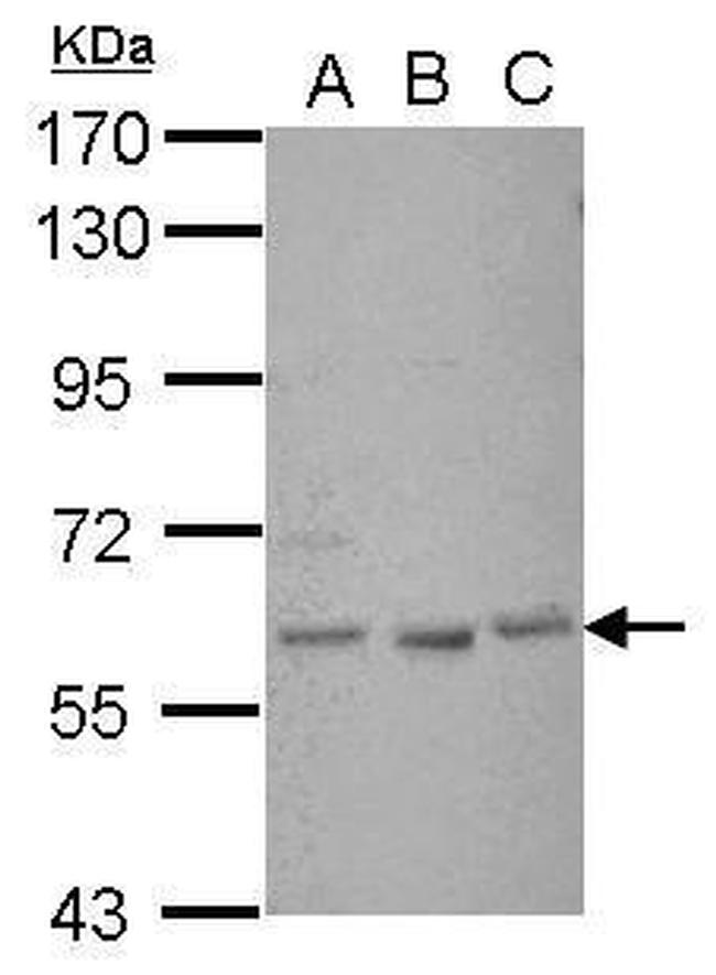 GLIS1 Antibody in Western Blot (WB)