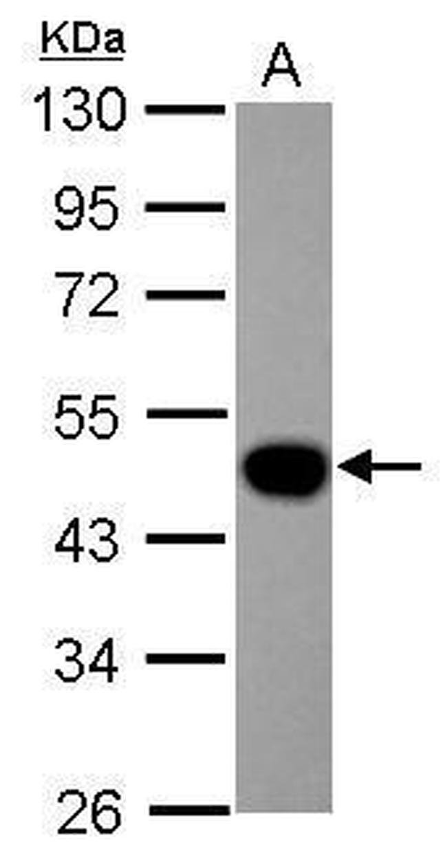 LEFTY Antibody in Western Blot (WB)