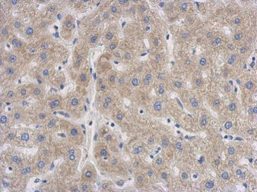 SENP8 Antibody in Immunohistochemistry (Paraffin) (IHC (P))