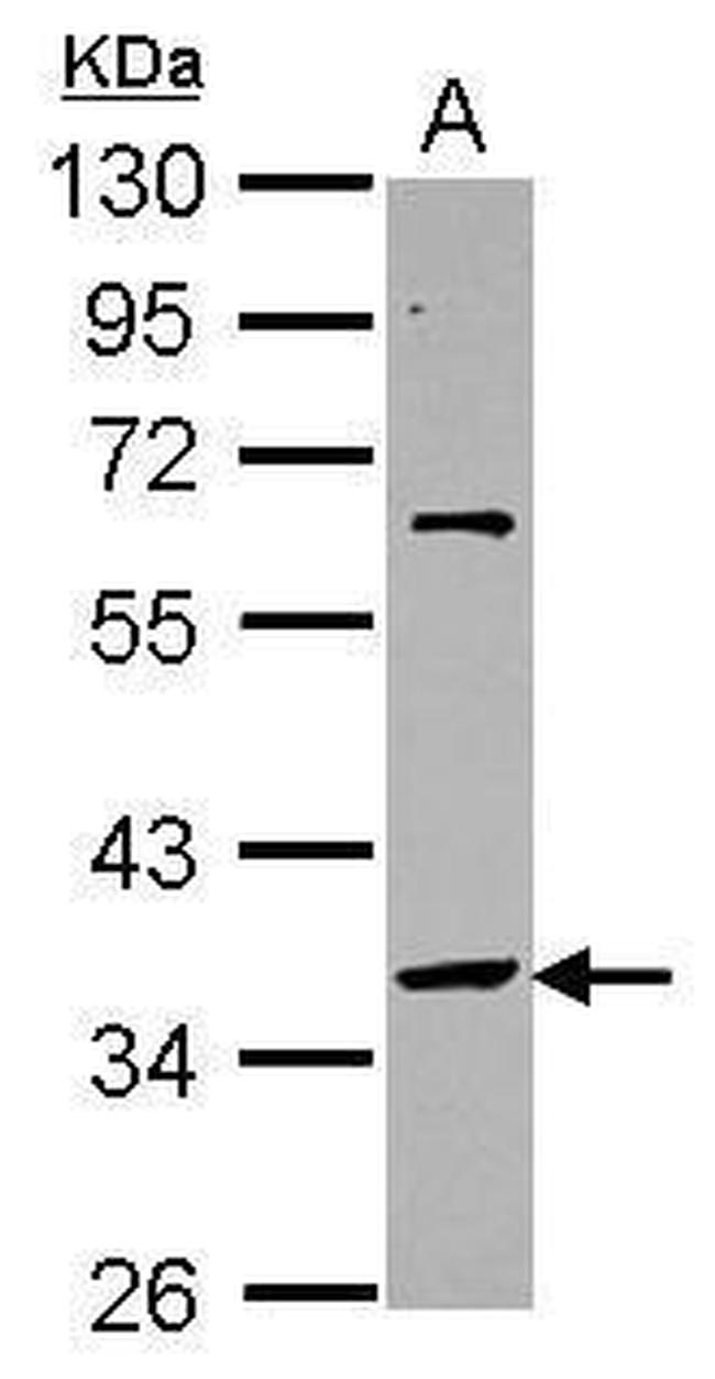 SNAPC2 Antibody in Western Blot (WB)