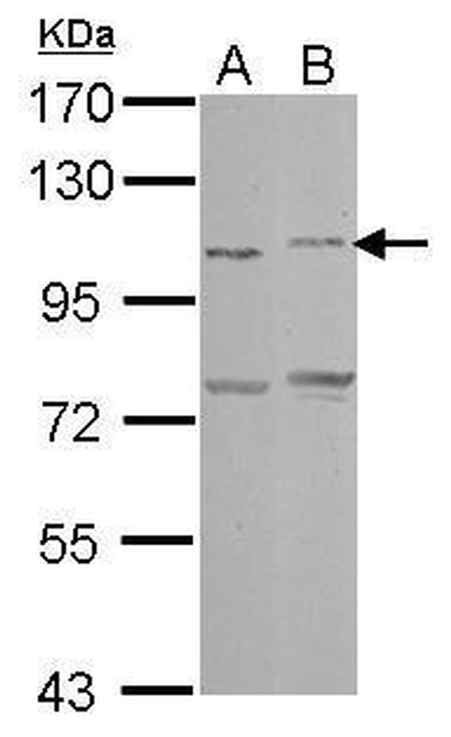 PCDHAC2 Antibody in Western Blot (WB)