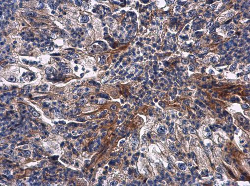 RNF133 Antibody in Immunohistochemistry (Paraffin) (IHC (P))