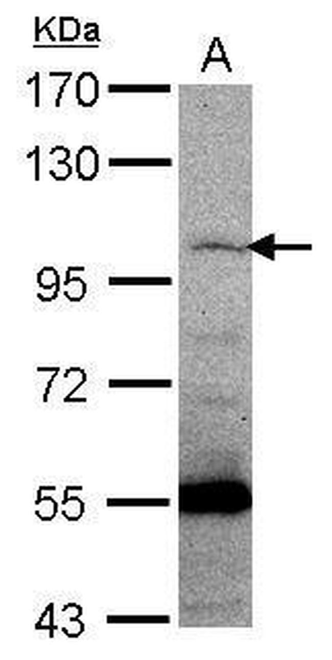 PCDHGC5 Antibody in Western Blot (WB)