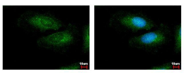 LRG1 Antibody in Immunocytochemistry (ICC/IF)