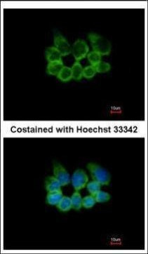 RPL8 Antibody in Immunocytochemistry (ICC/IF)