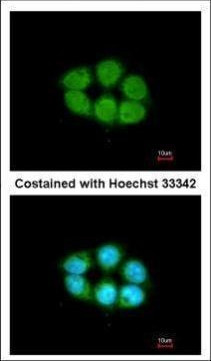 SLC4A1AP Antibody in Immunocytochemistry (ICC/IF)