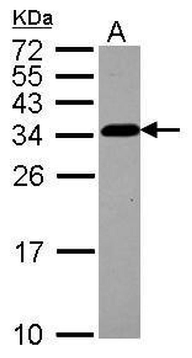 CKAP1 Antibody in Western Blot (WB)