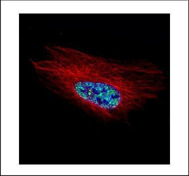 HOXC10 Antibody in Immunocytochemistry (ICC/IF)