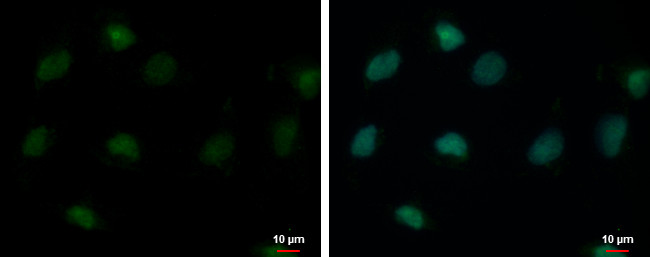 USP26 Antibody in Immunocytochemistry (ICC/IF)