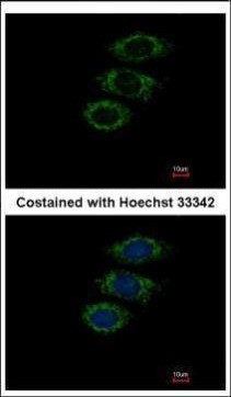 PPIL1 Antibody in Immunocytochemistry (ICC/IF)