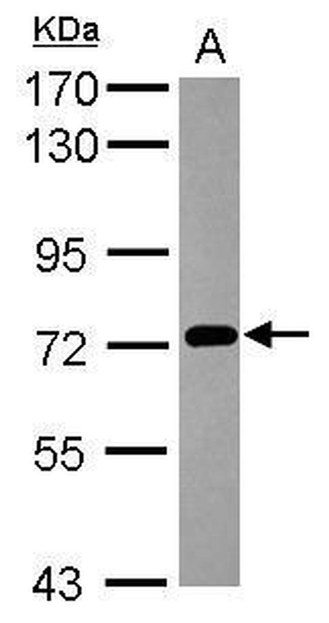 PCDHB3 Antibody in Western Blot (WB)