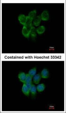 APOBEC3F Antibody in Immunocytochemistry (ICC/IF)