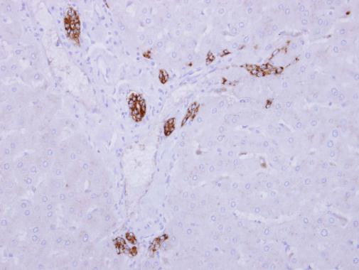 ARMC1 Antibody in Immunohistochemistry (Paraffin) (IHC (P))