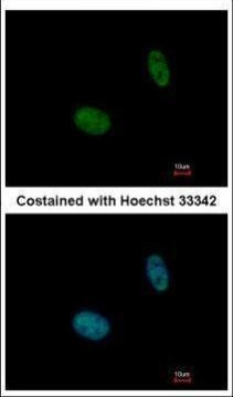 NANS Antibody in Immunocytochemistry (ICC/IF)