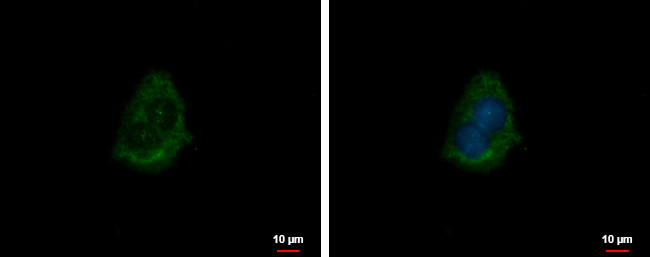 CRYZ Antibody in Immunocytochemistry (ICC/IF)
