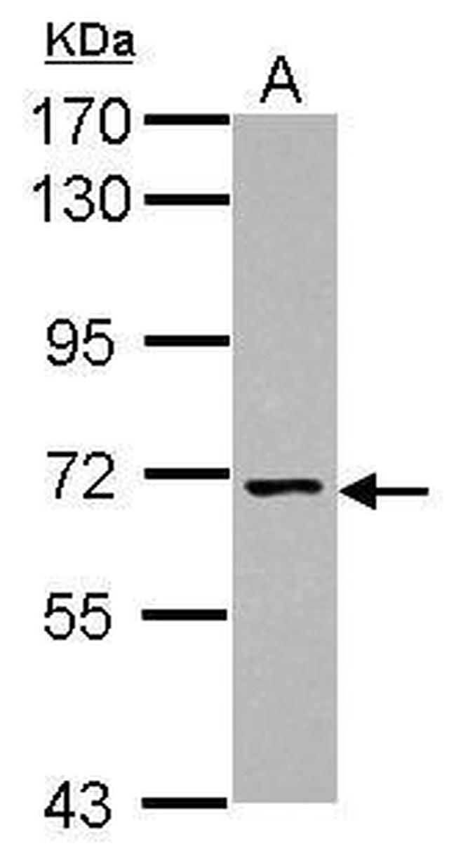 NCLN Antibody in Western Blot (WB)