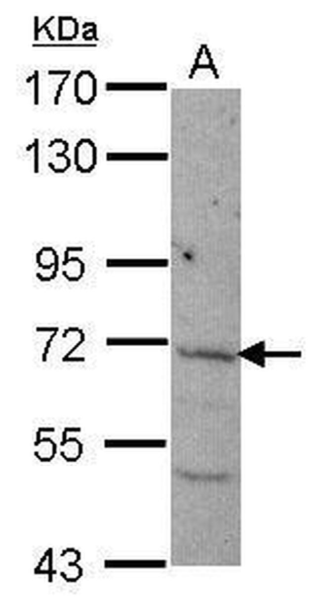 NCLN Antibody in Western Blot (WB)