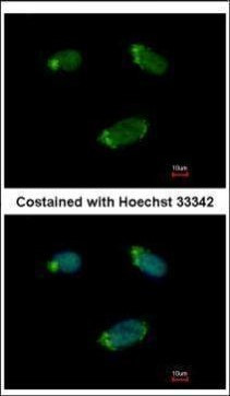 GNA15 Antibody in Immunocytochemistry (ICC/IF)