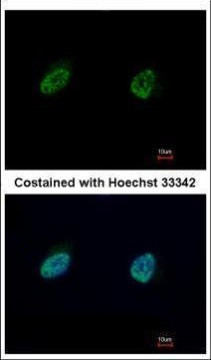 NUFIP1 Antibody in Immunocytochemistry (ICC/IF)