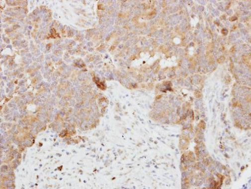 DCI Antibody in Immunohistochemistry (Paraffin) (IHC (P))