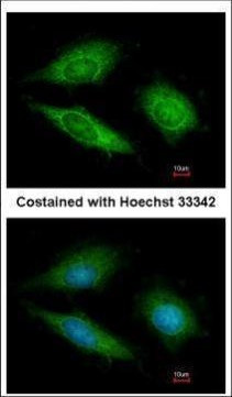 GTPBP9 Antibody in Immunocytochemistry (ICC/IF)