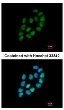 MINA53 Antibody in Immunocytochemistry (ICC/IF)