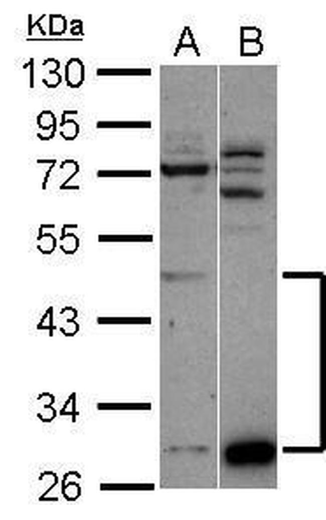 ZNF410 Antibody in Western Blot (WB)