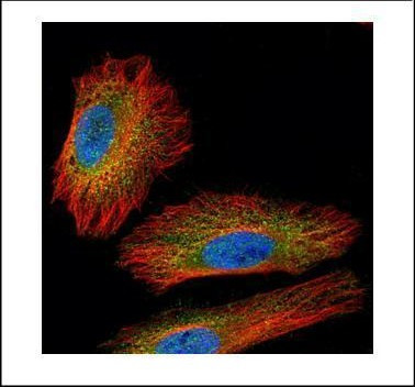 NEK2 Antibody in Immunocytochemistry (ICC/IF)