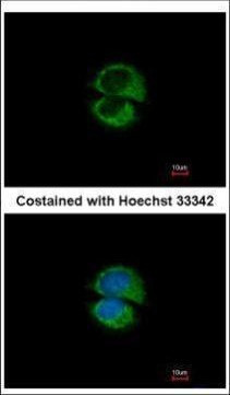 USE1 Antibody in Immunocytochemistry (ICC/IF)