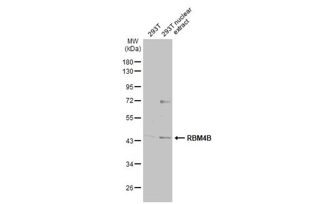 RBM4B Antibody in Western Blot (WB)