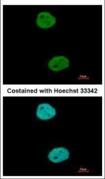 GTF3C4 Antibody in Immunocytochemistry (ICC/IF)