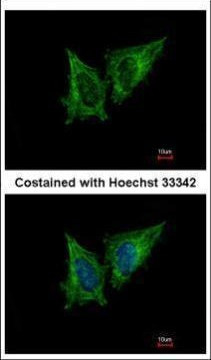 MRPS23 Antibody in Immunocytochemistry (ICC/IF)
