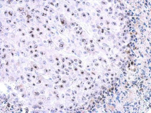 WDR74 Antibody in Immunohistochemistry (Paraffin) (IHC (P))
