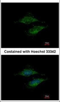 MRPS23 Antibody in Immunocytochemistry (ICC/IF)