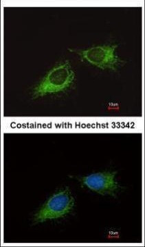 MRPS23 Antibody in Immunocytochemistry (ICC/IF)