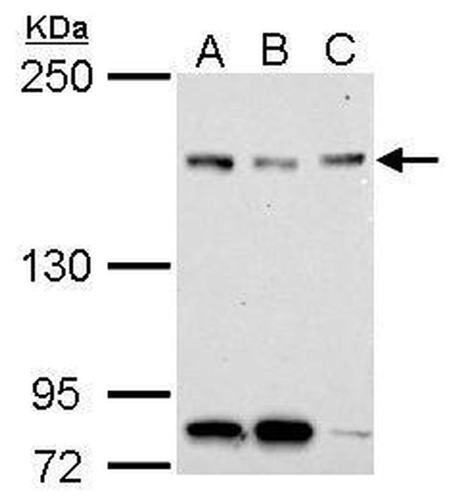NFKBIL2 Antibody in Western Blot (WB)